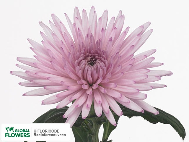 Photo Chrysanthemum (Indicum Grp) geplozen 'Anastasia Pink'.