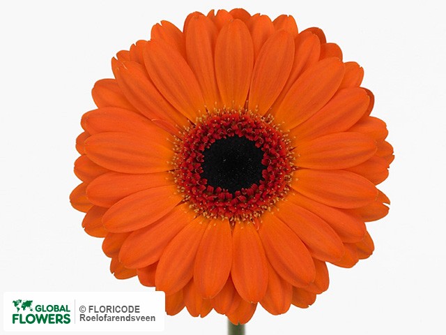 Photo Gerbera mini 'Allure'.