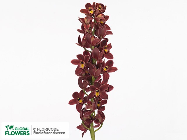 Фото вида Цимбидиум мини "Ivy Fung Sultan".