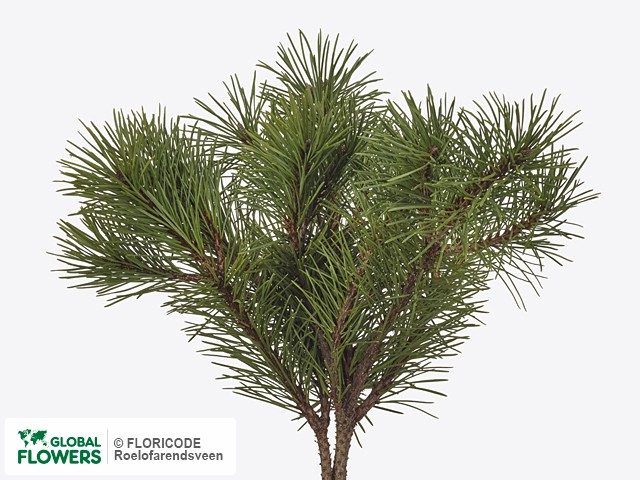 Фото вида Сосна "Mugo subsp. mugo per bos".