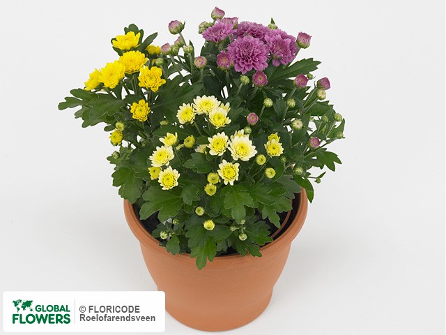 Photo Chrysanthemum (Indicum Grp) Gardenmumsaic Carnaval.