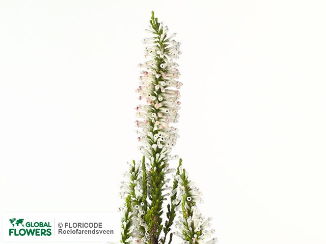 Фото вида Эрика "Perspicua Prince of Wales".