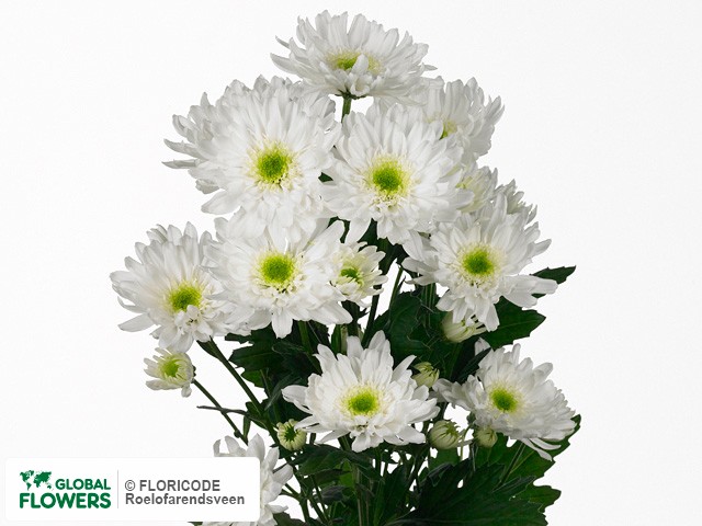 Photo Chrysanthemum (Indicum Grp) tros 'Angelina'.