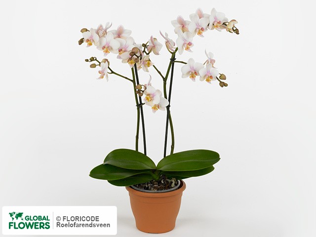Фаленопсис "Multifloratypes Floriclone Amaglad Soft"