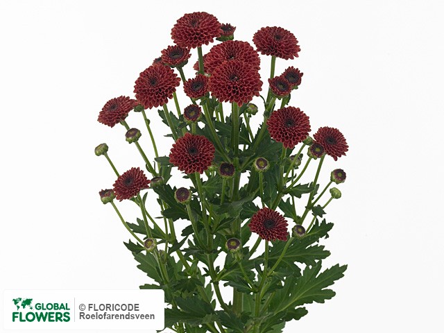 Photo Chrysanthemum (Indicum Grp) tros santini Masai Red.