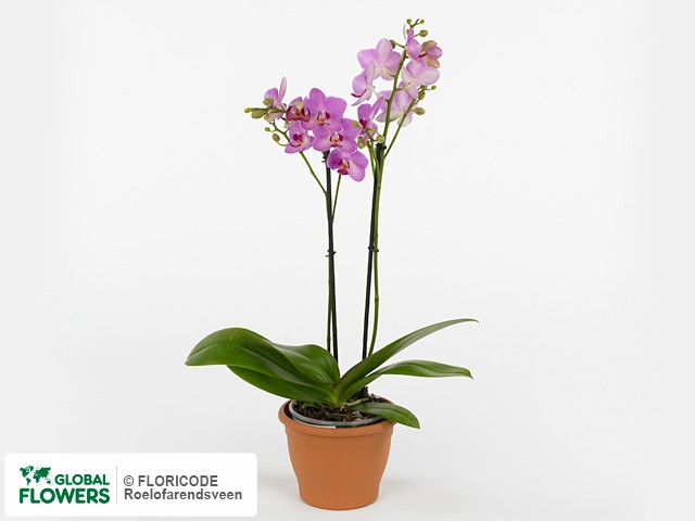 Фаленопсис "Multifloratypes Floriclone Pixie"