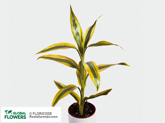 «Бамбук счастья» или драцена сандера, неприхотливое растение для вашего дома (31 фото)