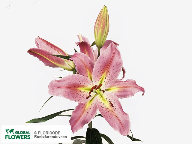 Photo Lilium (Oriental Grp) 'Rimini'.