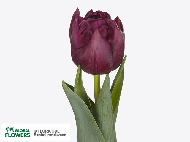 Photo Tulipa (Double Early Grp) 'Alison Bradley' | Global Flowers