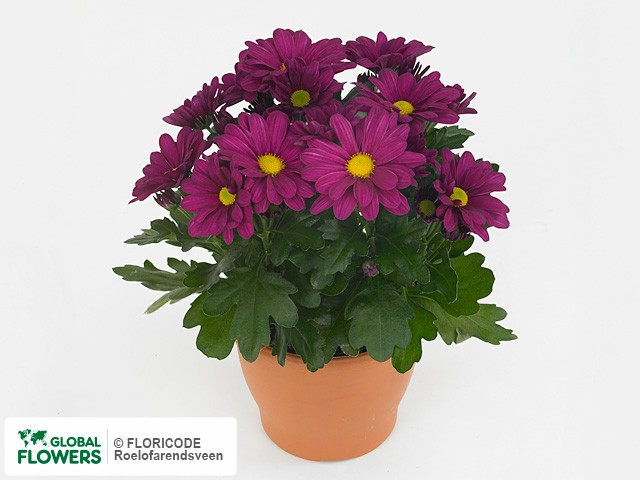 Фото вида Хризантема индийская "Opera Time".