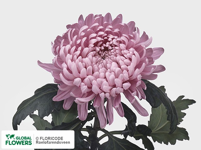 Photo Chrysanthemum (Indicum Grp) geplozen 'Allouise'.