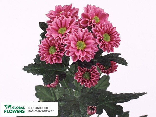 Photo Chrysanthemum (Indicum Grp) tros santini 'Rafael'.