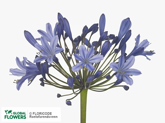 Photo Agapanthus 'Blue Grace' | Global Flowers