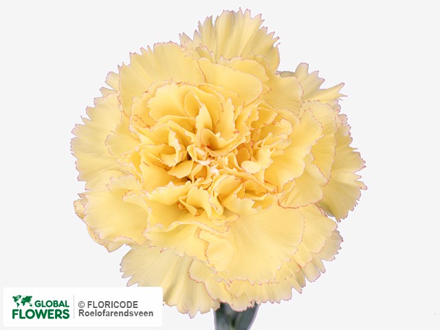 Photo Dianthus standaard Exotica.