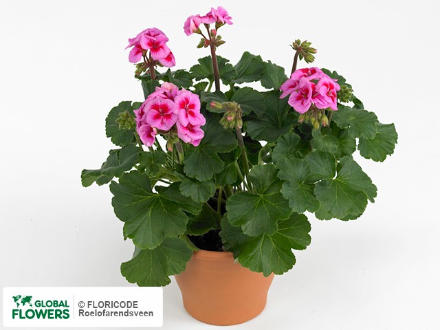 Photo Pelargonium (Pelt X Zon Grp) Sarita Licac Splash | Global Flowers