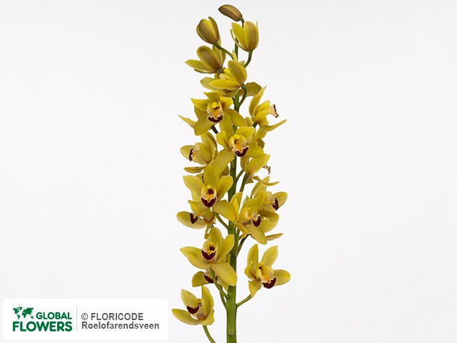 Фото вида Цимбидиум мини "Mary Pinchess Del Rey".