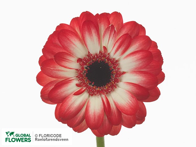 Photo Gerbera mini 'Macy'.