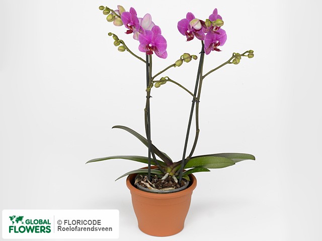 Фаленопсис "Multifloratypes Floriclone Hotspot"
