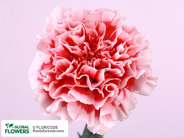 Photo Dianthus standaard 'Veritas'.