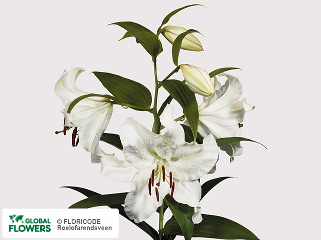 Photo Lilium (Oriental Grp) 'Casa Blanca'.