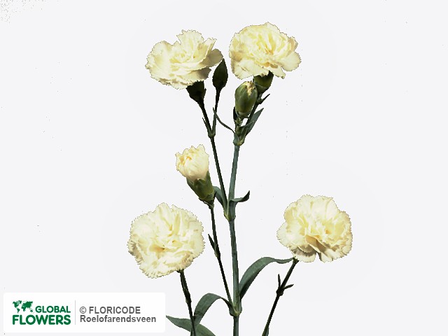 Photo Dianthus tros White Princessa.