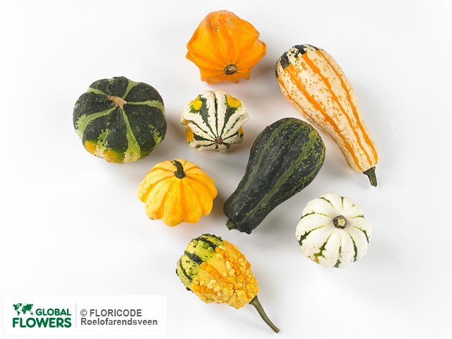 Cucurbita — photo of varieties and species | Global Flowers