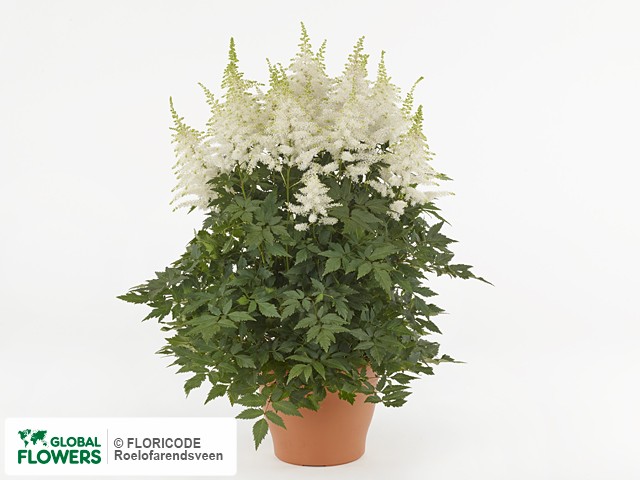 Photo Astilbe Arendsii Grp Close Harmony Global Flowers