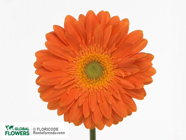 Photo Gerbera grootbloemig 'Cherokee'.