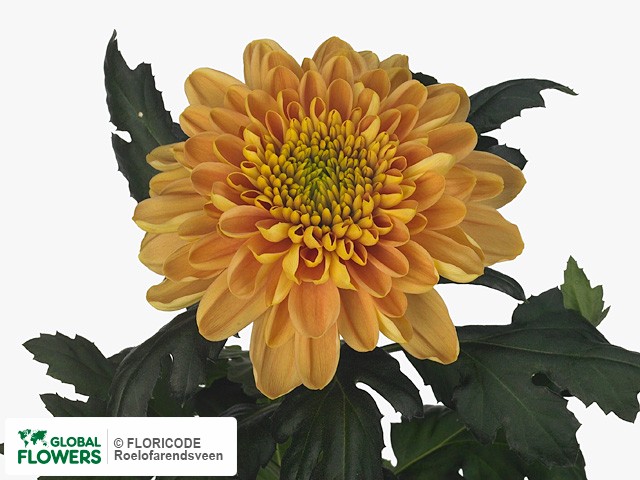 Фото вида Хризантема одноголовая "Marrow".