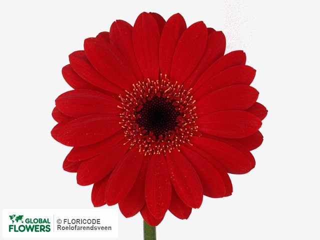 Photo Gerbera mini Little Ruby.