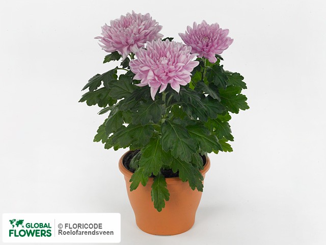 Фото вида Хризантема индийская "Miles".