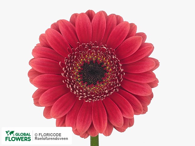 Photo Gerbera mini 'Sabia' | Global Flowers