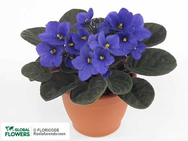 Photo Saintpaulia Inova Prisma Hananja | Global Flowers