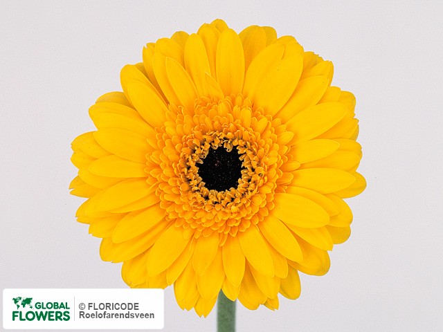 Photo Gerbera mini Sun Gold.