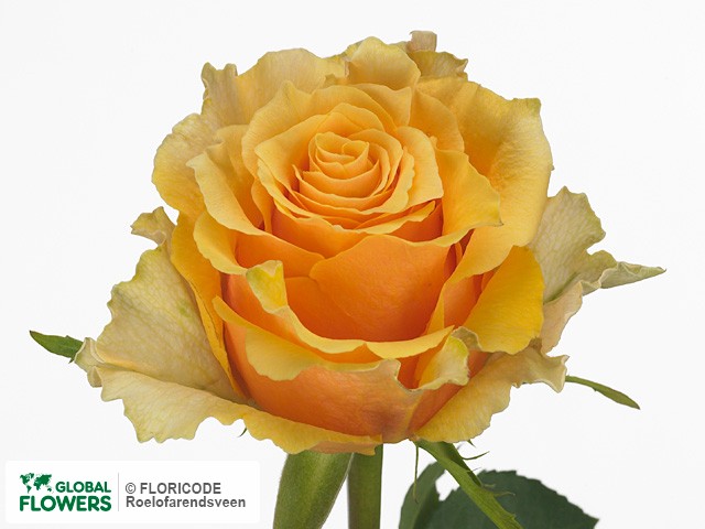 Фото вида Роза крупноцветковая "Skyline".
