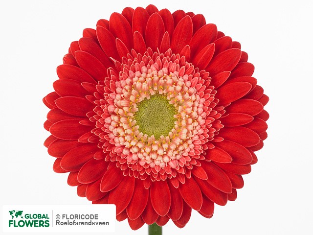 Photo Gerbera mini 'Charlotte'.