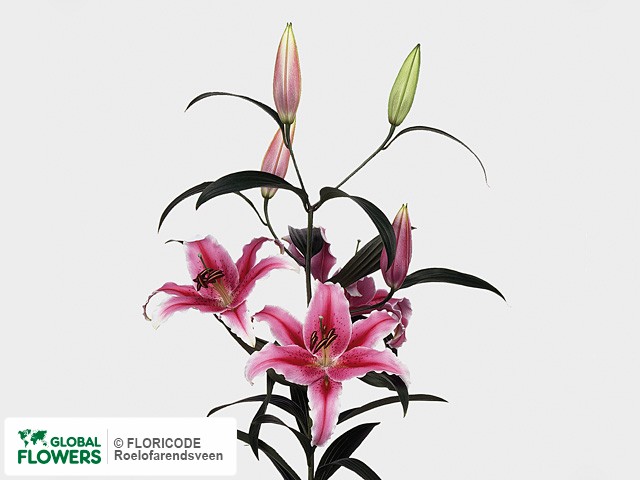 Photo Lilium (Oriental Grp) 'Colorado' | Global Flowers