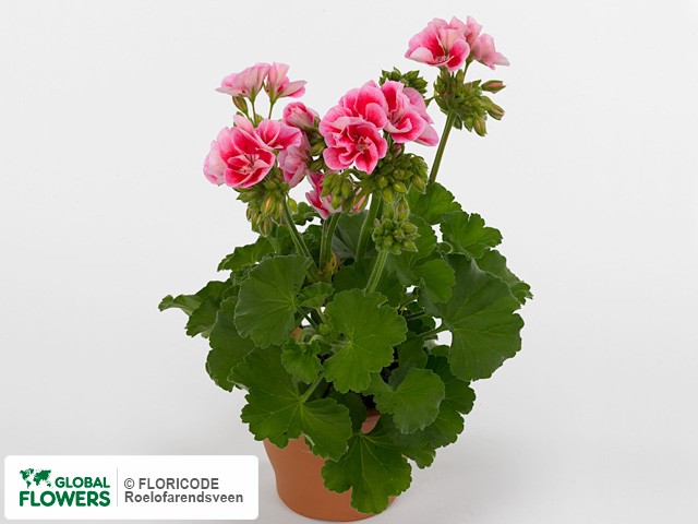 Photo Pelargonium (Zonale Grp) Boomerang.