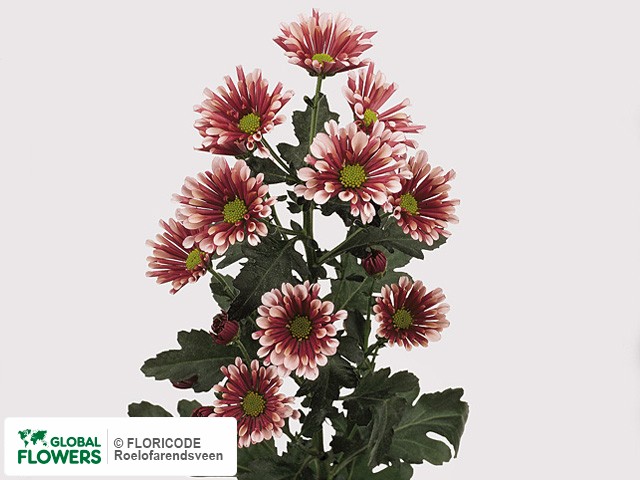 Photo Chrysanthemum (Indicum Grp) tros santini Biarritz.