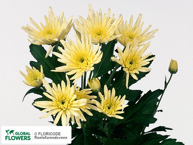 Photo Chrysanthemum (Indicum Grp) tros 'Delianne Cream'.