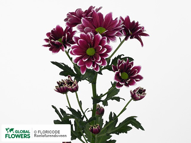 Photo Chrysanthemum (Indicum Grp) tros Airco.