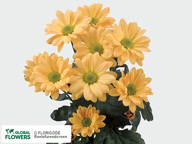 Photo Chrysanthemum (Indicum Grp) tros 'Wimbledon Orange'.