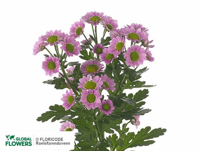 Photo Chrysanthemum (Indicum Grp) tros santini Madiba Tanga Pink.