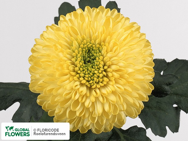 Photo Chrysanthemum (Indicum Grp) geplozen 'Yellow Boris Becker'.