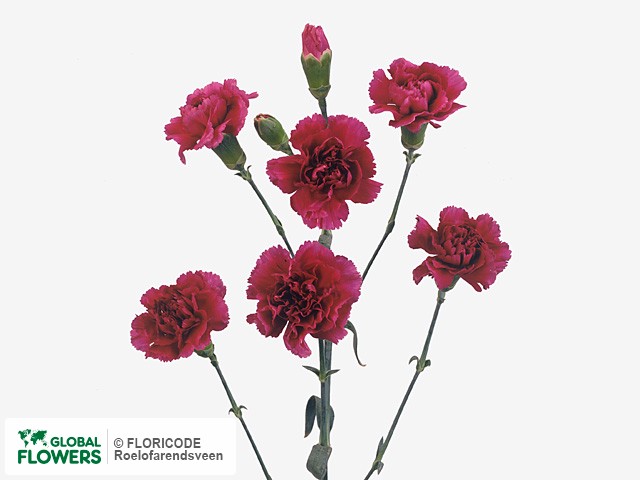 Photo Dianthus tros 'Evita'.