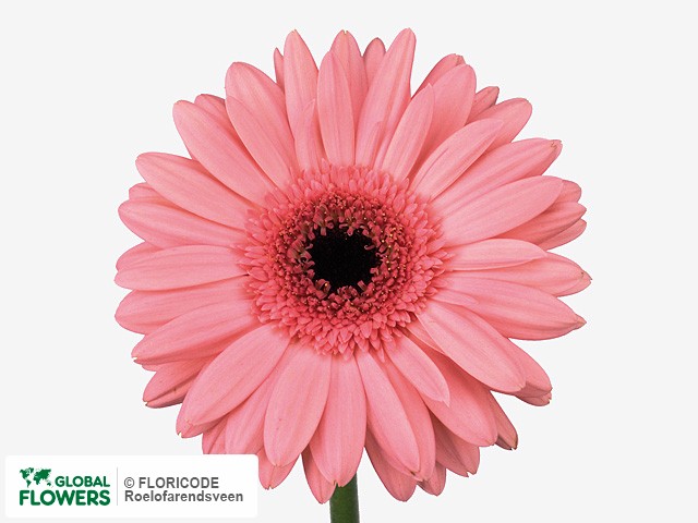 Photo Gerbera grootbloemig Pink Fantasy.