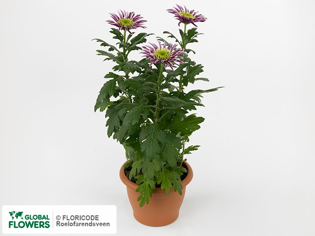 Photo Chrysanthemum (Indicum Grp) Saba.