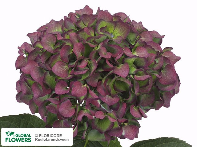 Photo Hydrangea macrophylla 'Challenge' (classic donker paars).