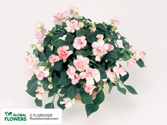 Фото вида Недотрога Уоллера "Fiesta Apple Blossom".