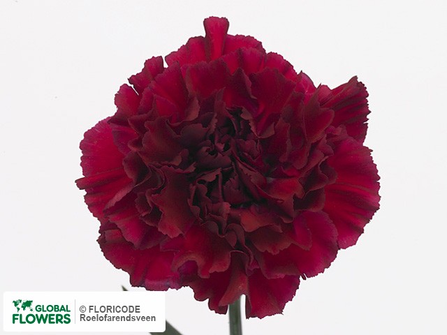 Photo Dianthus standaard 'Tico Tico Porpora'.